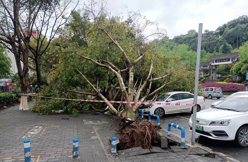 重庆十年大树终难敌春风一度殃及路边小车